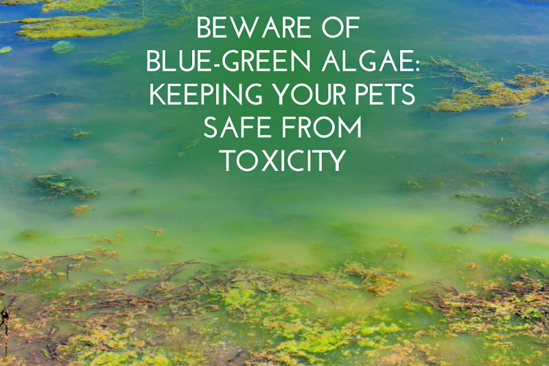 Beware of Blue-Green Algae: Keeping Your Pets Safe from Toxicity