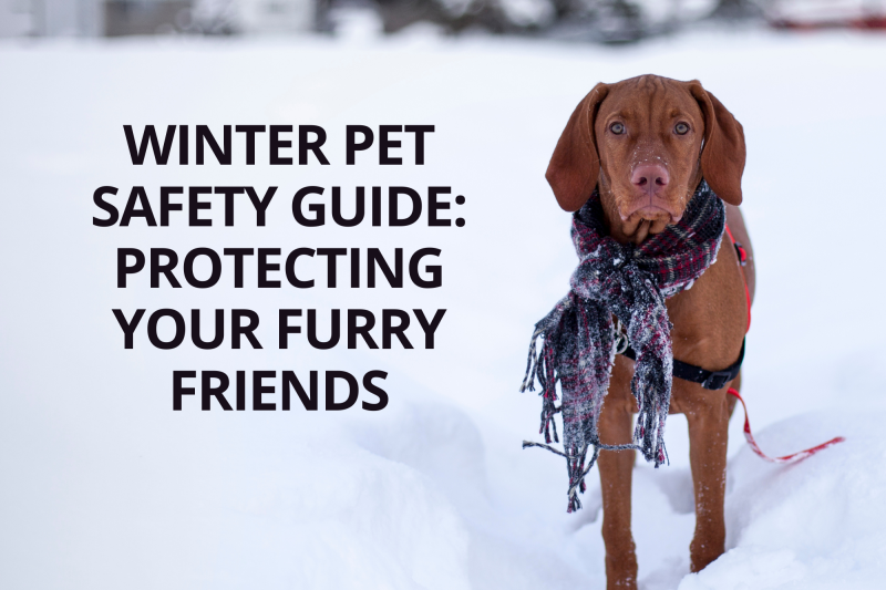 Winter Pet Safety Guide Protecting Your Furry Friends